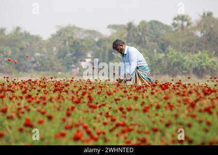 Narayanganj, Bangladesh. 10 février 2024. Sabdi, un village du Bandar Upazila de Narayanganj, est bien connu pour la production de fleurs. Les résidents croient que c'est le plus grand fournisseur de fleurs à Dacca. Les agriculteurs pensent que le sol de la région est plus approprié que tout autre endroit dans le pays pour cultiver des plantes à fleurs. (Crédit image : © Suvra Kanti Das/ZUMA Press Wire) USAGE ÉDITORIAL SEULEMENT! Non destiné à UN USAGE commercial ! Banque D'Images