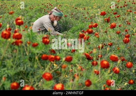 Narayanganj, Bangladesh. 10 février 2024. Sabdi, un village du Bandar Upazila de Narayanganj, est bien connu pour la production de fleurs. Les résidents croient que c'est le plus grand fournisseur de fleurs à Dacca. Les agriculteurs pensent que le sol de la région est plus approprié que tout autre endroit dans le pays pour cultiver des plantes à fleurs. (Crédit image : © Suvra Kanti Das/ZUMA Press Wire) USAGE ÉDITORIAL SEULEMENT! Non destiné à UN USAGE commercial ! Banque D'Images