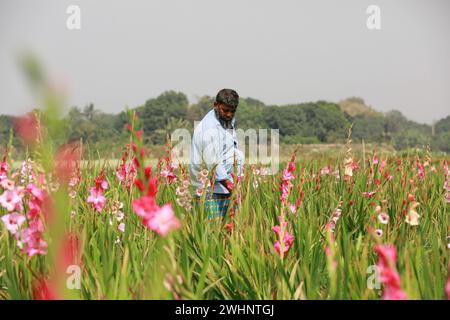 Narayanganj, Bangladesh. 10 février 2024. Sabdi, un village du Bandar Upazila de Narayanganj, est bien connu pour la production de fleurs. Les résidents croient que c'est le plus grand fournisseur de fleurs à Dacca. Les agriculteurs pensent que le sol de la région est plus approprié que tout autre endroit dans le pays pour cultiver des plantes à fleurs. (Crédit image : © Suvra Kanti Das/ZUMA Press Wire) USAGE ÉDITORIAL SEULEMENT! Non destiné à UN USAGE commercial ! Banque D'Images