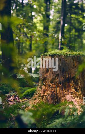 Souche d'arbre couverts de mousse dans la forêt Banque D'Images