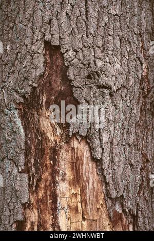 Écorce partiellement manquante sur l'arbre Banque D'Images