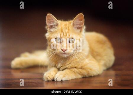 Portrait de chat gingembre ludique couché sur le sol Banque D'Images
