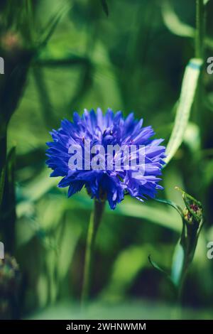 Bleuet bleu dans l'herbe verte Banque D'Images