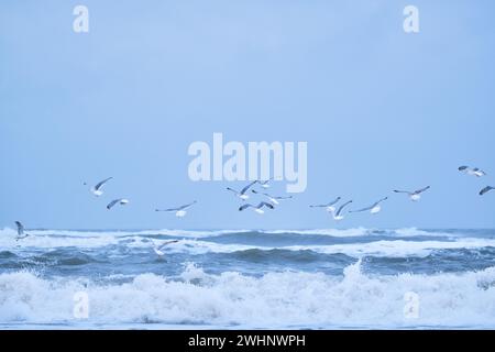 Beaucoup de mouettes volant au-dessus de grosses vagues sur la mer du Nord Banque D'Images