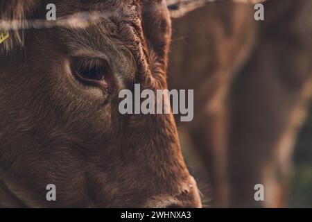 Détail de vache Angus marron sur l'œil Banque D'Images