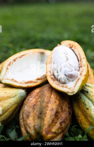 Pile de gousses de fruits de cacao reposent sur le fond d'herbe le jour ensoleillé. Gousse de cacao fraîche coupée exposant les graines de cacao. Banque D'Images