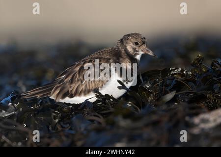 Ruddy Turnstone (Arenaria interpres) à la recherche de nourriture dans les algues sur la côte du Northumberland Banque D'Images