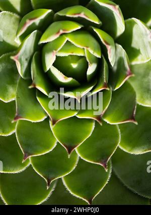 Gros plan sur la texture végétale succulente verte Banque D'Images
