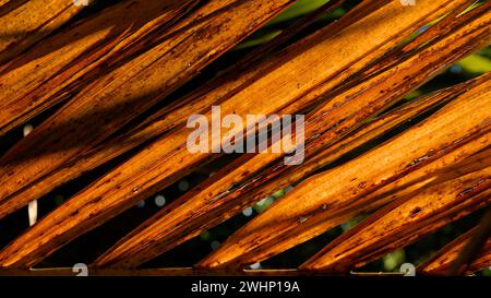 Contexte : ressource graphique artistique de la nature. Feuille de fougère rétro-éclairée dans la forêt de brousse indigène, Marlborough Sounds, île du sud, Aotearoa / Nouvelle-Zélande. Banque D'Images