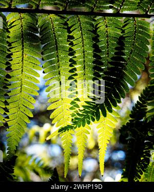 Contexte : ressource graphique artistique de la nature. Les feuilles de fougères rétroéclairées se chevauchent et créent de nouveaux motifs foliaires uniques à l'endroit où elles se croisent. Marlborough Banque D'Images