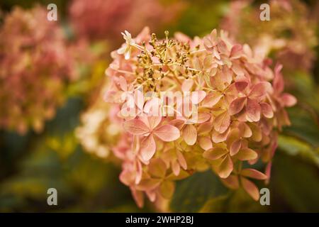 Hydrangea Arborescens ou Hydrangea lisse, fleurs dans le parc d'automne. Banque D'Images