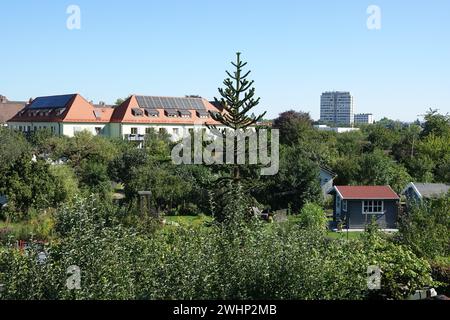 Araucaria araucana, monkey puzzle tree Banque D'Images
