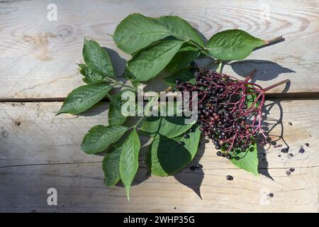 Baies de sureau mûres et feuilles (Sambucus nigra) sur des planches de bois, utilisées comme remède médicinal maison et pour le jus sain, gelée ou autre Banque D'Images