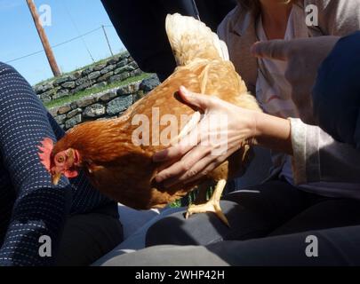 Élevage de poulets et d'espèces en liberté Banque D'Images