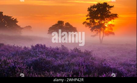 Champs de bruyère en fleurs, bruyère rose pourpre en fleurs, chauffage en fleurs sur le parc Veluwe Zuiderheide Banque D'Images