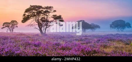 Parc national de Zuiderheide Veluwe, bruyère rose pourpre en fleur, chauffage en fleur sur le Veluwe Banque D'Images