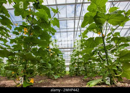 Plants de concombre vert cultivés organiquement, Cucumis sativus, avec des fleurs jaunes et des concombres jeunes et matures en pleine terre dans la serre Banque D'Images