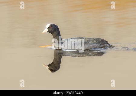 Gros plan de Swimming Coot, Fulica atra, dans la lumière chaude du soleil couchant avec un reflet précis dans la surface de l'eau sans ondulation Banque D'Images