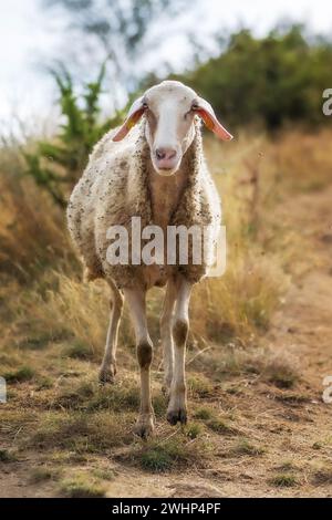 Mouton plein de bourgeons collants regardant la caméra Banque D'Images