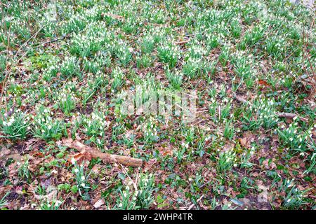 Champ avec de nombreuses gouttes de neige (Galanthus nivalis) dans une forêt. Banque D'Images