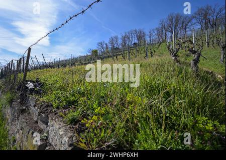 Vieux vignoble près de Stuttgart au printemps - vue à travers une ancienne clôture sur la pente avec les vignes. Banque D'Images