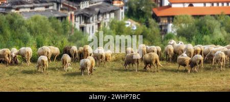Bansko, Bulgarie et les moutons affluent, bannière Banque D'Images