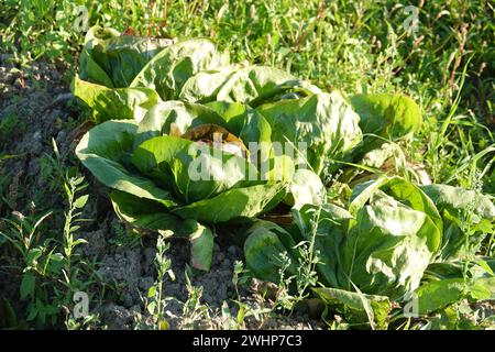 Lactuca sativa var. Longifolia, laitue romaine Banque D'Images