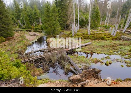 Forêt au lac Oder, parc national Harz Banque D'Images