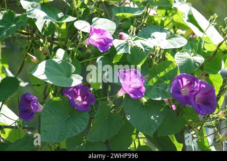 Ipomoea purpurea, gloire matinale violette Banque D'Images