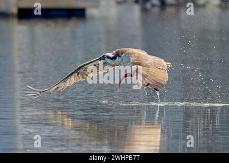 Osprey vole avec des ailes déployées au-dessus de l'eau. Banque D'Images