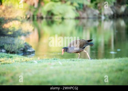 Oiseau indigène coloré Pukeko marchant à travers un paysage herbeux à la recherche de nourriture, Nouvelle-Zélande Banque D'Images
