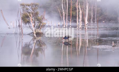 Oiseau indigène coloré Pukeko marchant à travers le paysage marécageux géothermique, Nouvelle-Zélande Banque D'Images