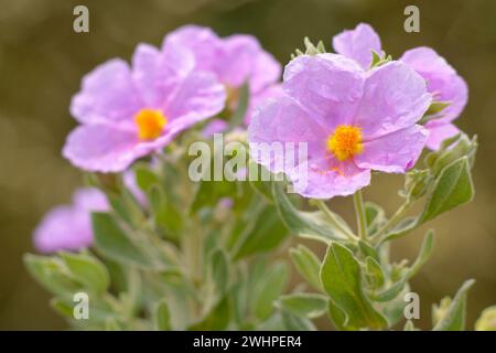 Esteba Blanca (Cistus albidus). Puig de Randa.Llucmajo-Algaidar.Mallorca.Baleares.España Banque D'Images