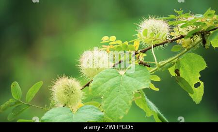 Passiflora foetida (également appelée Passiflora foetida, passiflore puante, maracuja sauvage, fruit de la passion du Bush) avec un fond naturel Banque D'Images