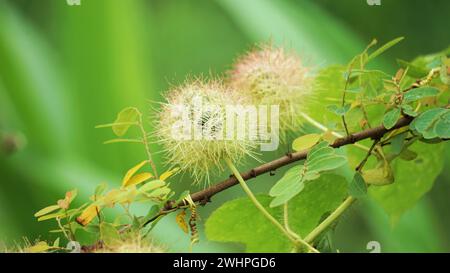 Passiflora foetida (également appelée Passiflora foetida, passiflore puante, maracuja sauvage, fruit de la passion du Bush) avec un fond naturel Banque D'Images