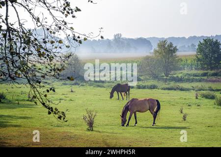 Deux chevaux bruns broutant sur un pâturage naturel dans un paysage rural avec des prairies, des buissons, des arbres et des champs dans la lumière brumeuse du matin Banque D'Images