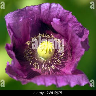 Détail de la fleur de pavot à opium, en latin papaver somniferum, le pavot à fleurs de couleur violet foncé est cultivé en République tchèque pour l'industrie alimentaire Banque D'Images