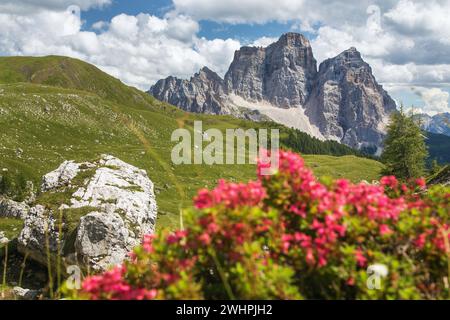 Mont Pelmo, vue sur les fleurs de montagne rouge Monte Pelmo, Tyrol du Sud, Alpes Dolomites montagnes, Italie Europe Banque D'Images