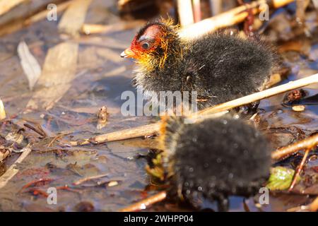 Un coot avec des poussins dans un parc, Ziegeleipark Heilbronn, Allemagne, Europe Banque D'Images