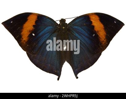 Orange Oakleaf, Dead Leaf, Kallima inachus. C'est un papillon nymphalide trouvé en Asie tropicale Banque D'Images