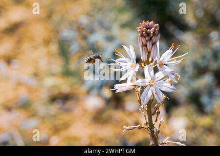 Abeille volante collectant du pollen à côté d'une fleur blanche. Elle porte une partie du pollen sur ses pattes arrière Banque D'Images