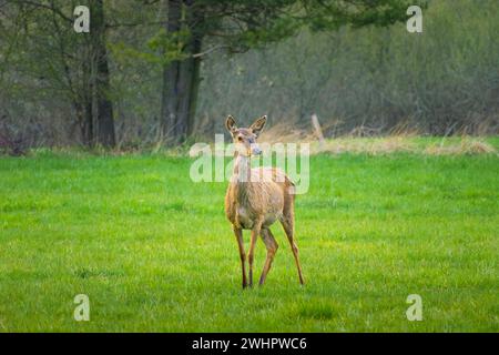 Un cerf femelle debout dans une clairière verte Banque D'Images