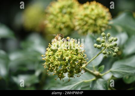 Hedera helix, Ivy Banque D'Images