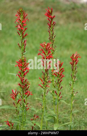 Lobelia cardinalis, fleur cardinale Banque D'Images