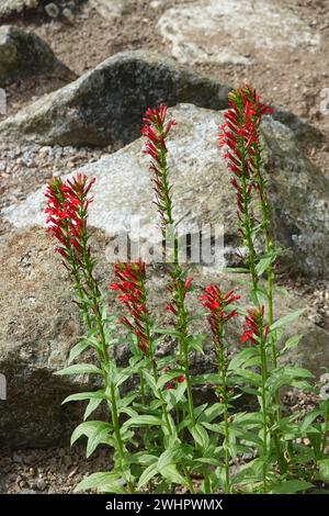 Lobelia cardinalis, fleur cardinale Banque D'Images