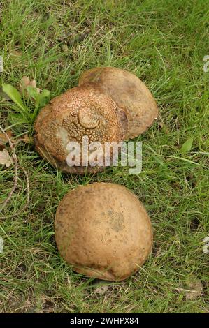 Gros plan sur le champignon ardoise Bolete , Leccinum duriusculum groning dans l'herbe Banque D'Images