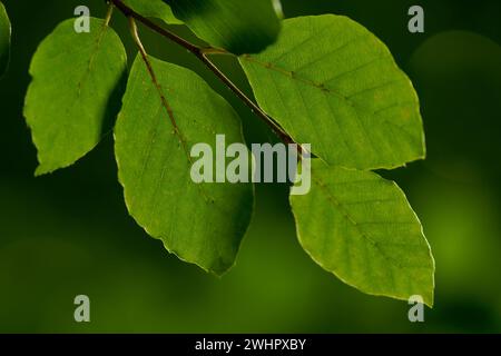 Hojas de haya (fagus sylvatica). Bosque de Irati.Cordillera pirenaica.Navarra.EspaÃ±a. Banque D'Images