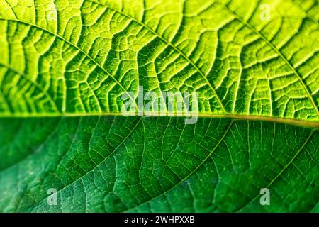 Gros plan sur la texture des veines vertes vibrantes des feuilles et du soleil Banque D'Images