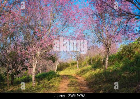 Magnifique cerisier sauvage de l'himalaya ou Prunus cerasoides avec fleur rose fleurissant au printemps sur le terrain agricole à Phu Lom Lo, Phu Hin Rong Kla Banque D'Images