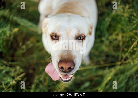 Gros plan d'un labrador retriever doré coupé dans la nature. Un beau chien domestique Banque D'Images